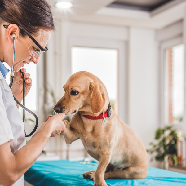 Evaluating Veterinary Patient Recall Systems in 2026